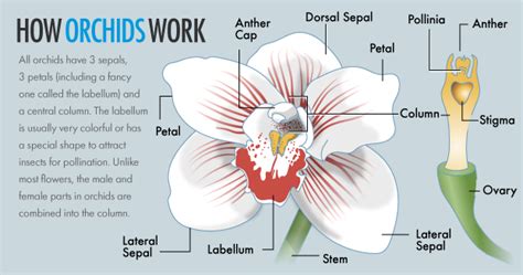 The male reproductive parts of a flower are much simpler than the female ones. How Orchids Work | HowStuffWorks