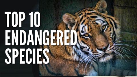 10 Of The Most Famous Endangered Species