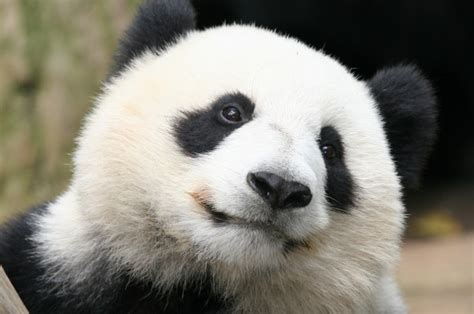 Su Lin Giant Panda Born 2005 Alchetron The Free Social Encyclopedia