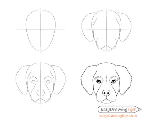 Dog Head Front View Drawing Step By