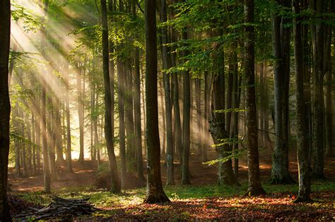 Fonds Decran Forêts Arbres Rayons De Lumière Nature Télécharger Photo