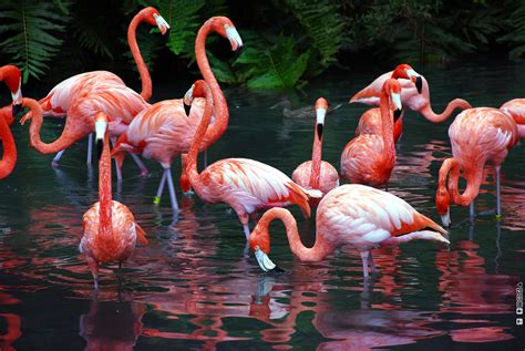 Flamingos Spirit Animal Totems