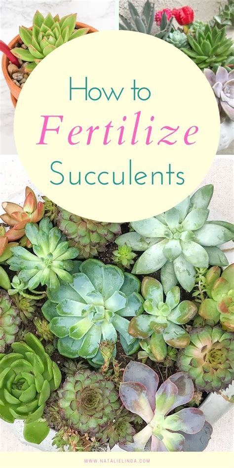 How To Fertilize Succulents Natalie Linda Succulent Garden Outdoor