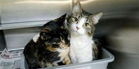 Bonded Cats Never Stop Cuddling At Shelter Two Hours After Waiting