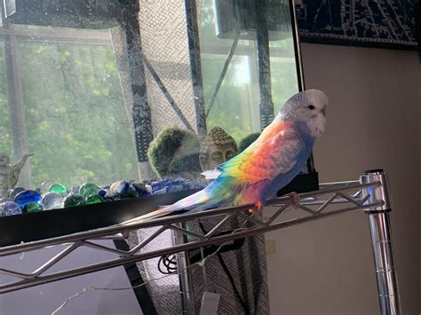ringo stood still long enough for me to capture the rainbow 🌈 r budgies