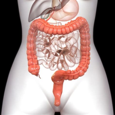 Human Body Organs Digestive System Stomach Anatomy Stock Illustration