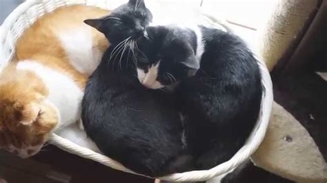 Sleeping Cats Compilation Спящие кошки нарезка Youtube