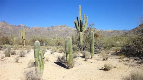 Top 9 Most Mysterious Desert Plants In The World The Mysterious World