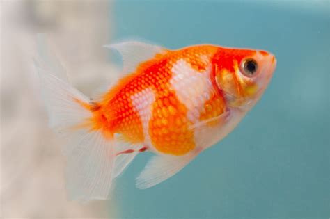 Pearlscale Goldfish The Full On Guide For Fishkeepers