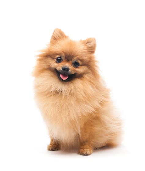 We did not find results for: Pomeranians | Cesar's Way