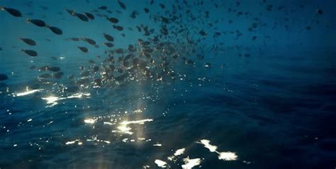 School Of Fish Gifs Get The Best Gif On Giphy Underwater Fish GIF - LowGif