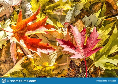 Fallen Maples Leaves In Autumn Stock Photo Image Of Acer Leaves