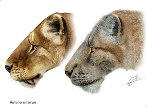 The Extinct Scimitar Tooth Cat Homotherium Serum Was Characterized By A