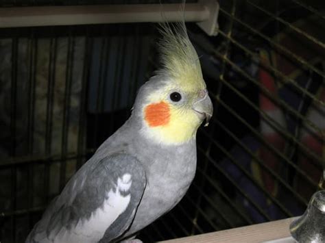 The Meaning Of A Cockatiel S Crest Position Head Feathers PetHelpful