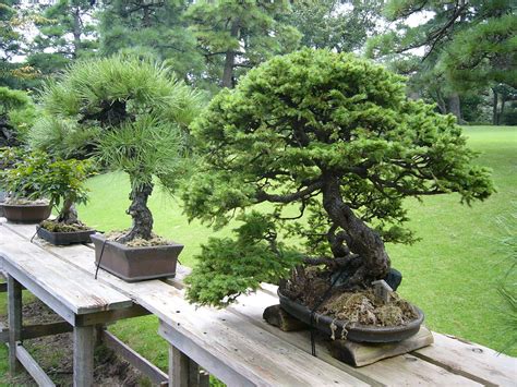 5 Oldest Bonsai Trees In The World Bonsai Tree Gardener