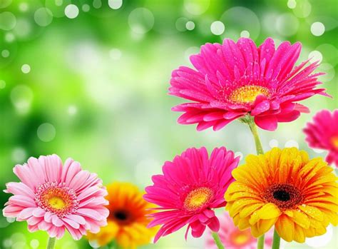 320x568 Resolution Pink Magenta And White Gerbera Flowers Hd