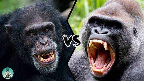 Which Is Stronger Gorilla Or Chimpanzee The 10 Detailed Answer