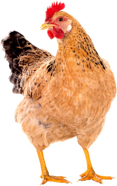 Chicken Png Transparent Image Chicken Hen Png Image With Transparent The Best Porn Website