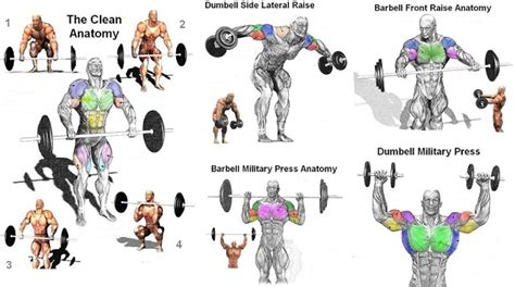 The human body can be broken down into different muscles and muscle groups, which can be worked and strengthened by exercise. Muscle Day : Basic Shoulder Workouts For A Beginner | Project NEXT