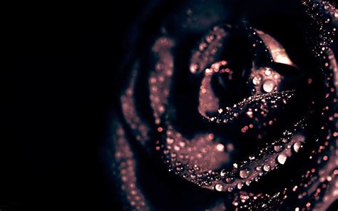 Rose Gold And Black Desktop Wallpapers Top Free Rose Gold And Black