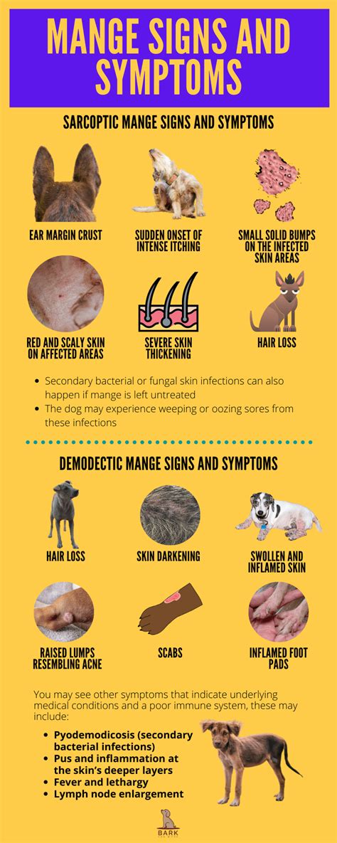 All About Mange In Dogs Disease Process And Treatment Guide Bark