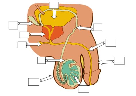 Male Reproductive System Labeling Quiz