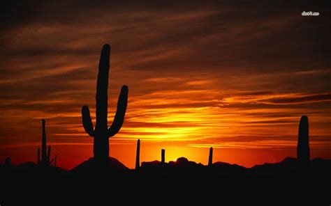 Cactus Sunset Wallpaper