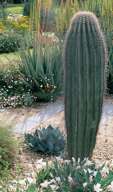 Xeriscape Landscaping With Style In The Arizona Desert Number