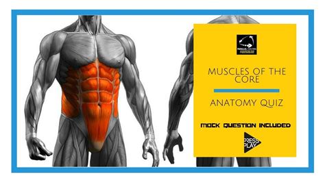 Muscles Of The Core Anatomy Quiz Youtube