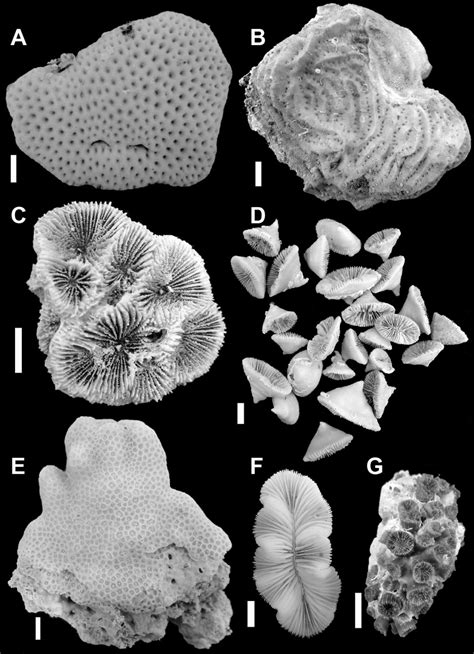Scleractinian Corals Collected During The Oceanographic Campaigns