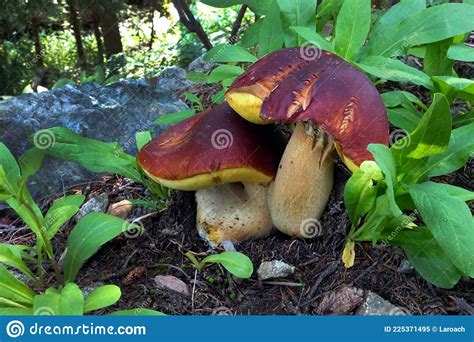 Edible Wild King Bolete Mushroom Stock Image Image Of Mountain