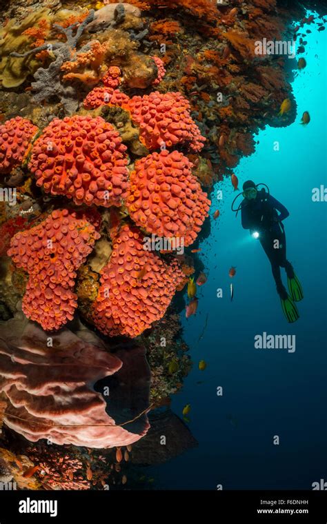 Orange Cup Coral At Coral Reef Tubastrea Faulkneri Alor Indonesia