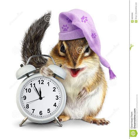 Bedtime Concept Funny Animal Chipmunk With Clock And Sleeping H Stock
