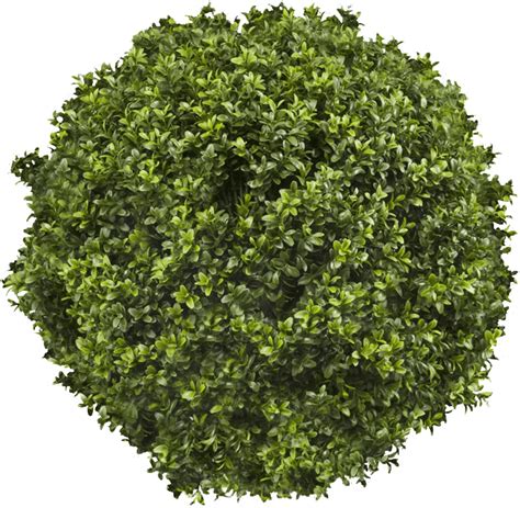 Topiary Png Gallery Trees Top View Png 4967657 Vippng