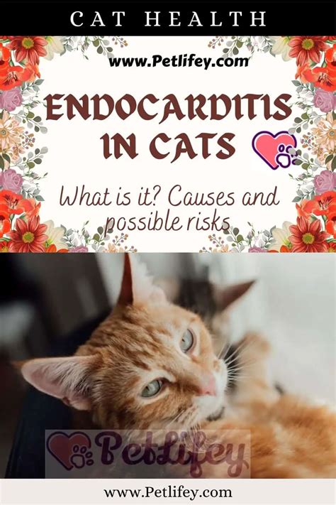 Endocarditis In Cats What Is It Causes And Possible Risks Pet Lifey