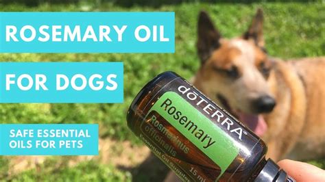 Rosemary Oil For Dogs Youtube