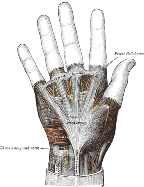 Carpal Tunnel Syndrome Dr Russell Schierling