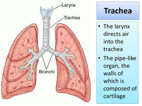 Human Respiratory System Hrs презентация онлайн