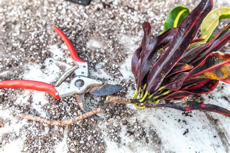 Propagating Crotons From Stem Cuttings
