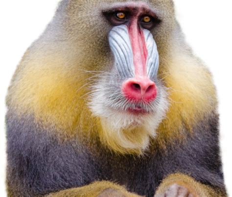 Monkey Png Transparent Images Mandrill Clipart Large Size Png Image