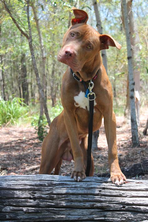 Sphinx Large Male Mix Dog In Qld Petrescue