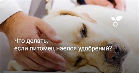 Что делать, если питомец наелся удобрений? Фото — Ботаничка Картинка - Что делать, если питомец наелся удобрений? Фото — Ботаничка