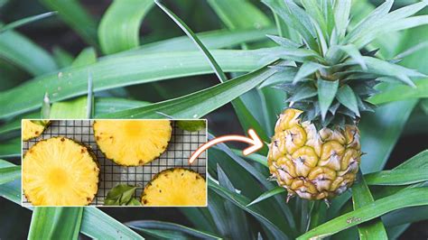 How To Grow Pineapple From Seed Two Methods