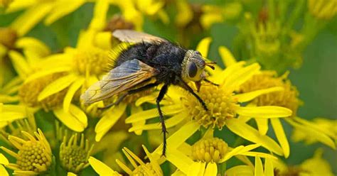 Tachinid Fly How To Control Garden Pests With Beneficial Tachinid Flies
