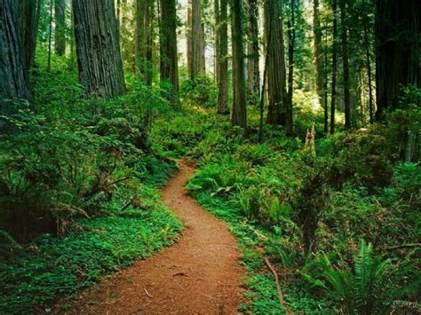 4 North American Forests You Must Visit