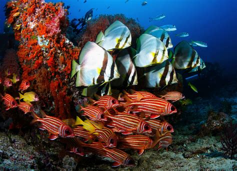 Marine Biodiversity Could Shift Rapidly Due To Climate Change