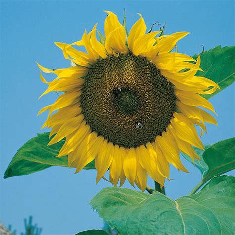 They got their name because their colorful blossoms will turn to follow the sun's path during the day. Sunflower Giant Single Seeds from Mr Fothergill's Seeds ...