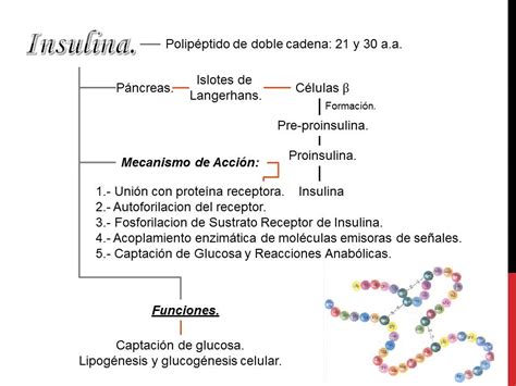 Fisiolog A B Sica M Dica Mapa Conceptual Hormonas Pancreaticas