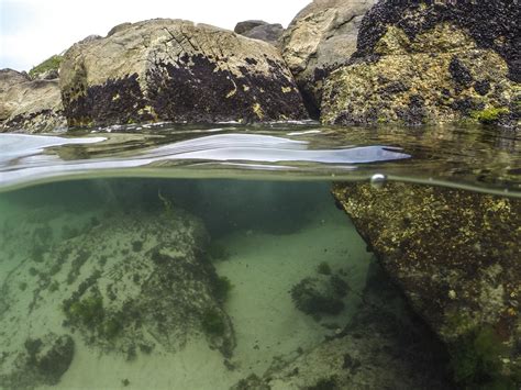 Life In A Rock Pool Laptrinhx News