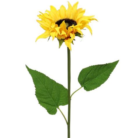 Floristik24ie Long Stemmed Sunflower Yellow 53cm 87692